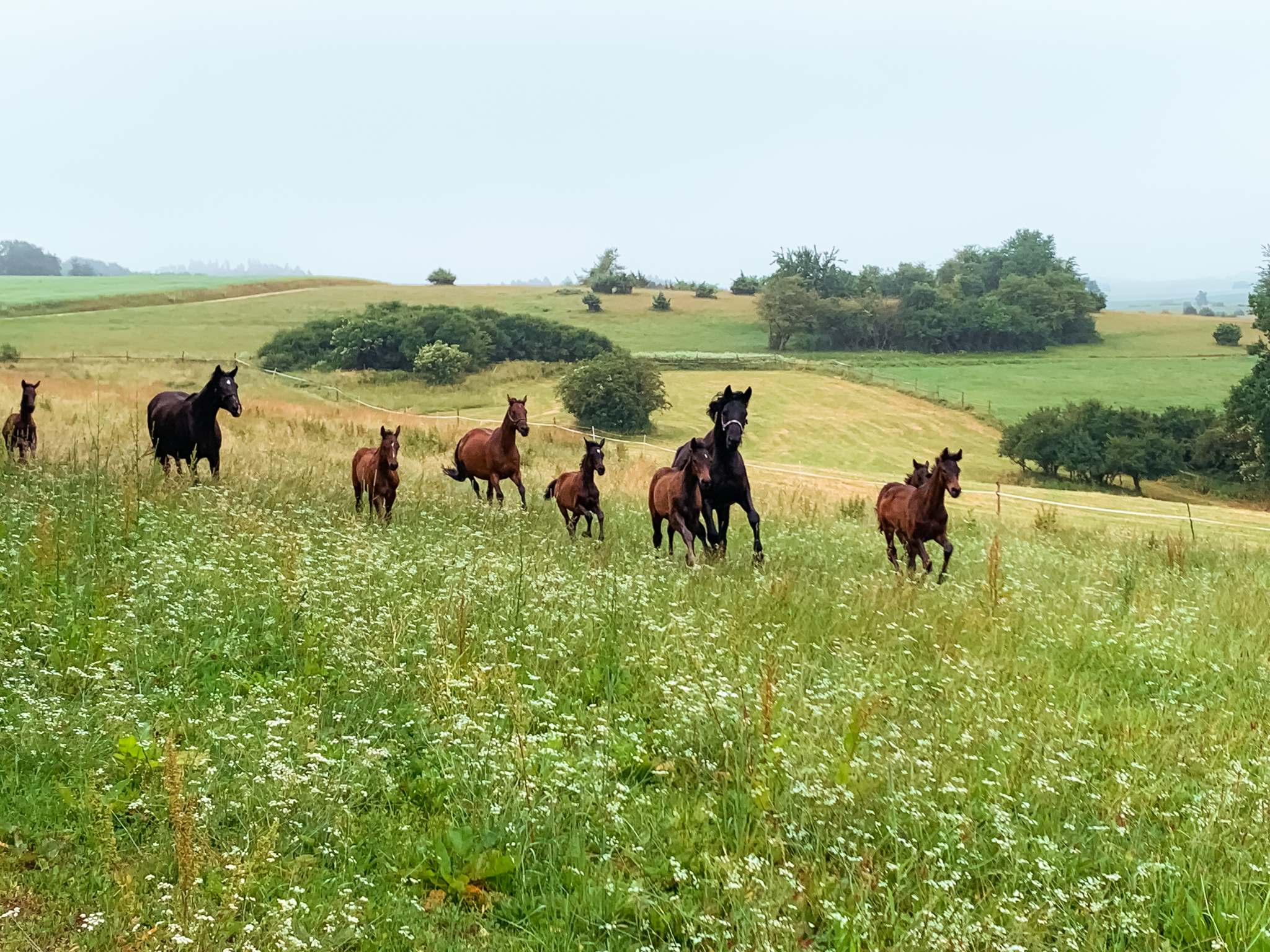 Pferd in fürsorglicher Behandlung