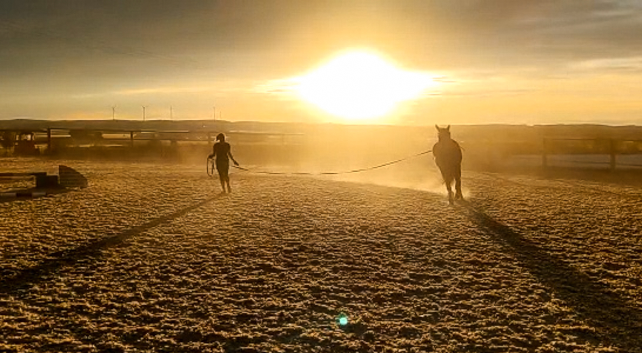 Bodenarbeit beim Pferd
