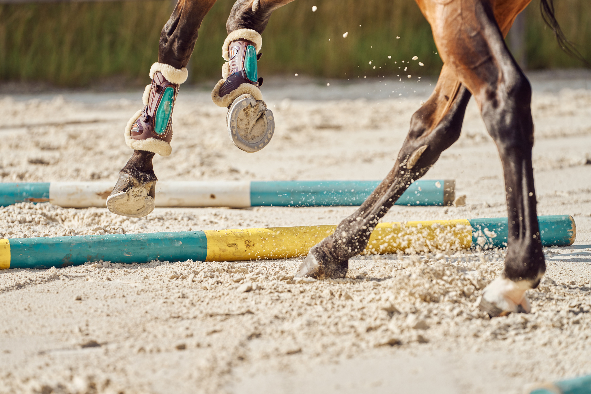 Sportliche Pferdeausbildung